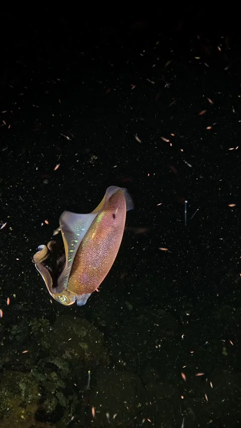 Squid under water at night Stock Footage 300751244