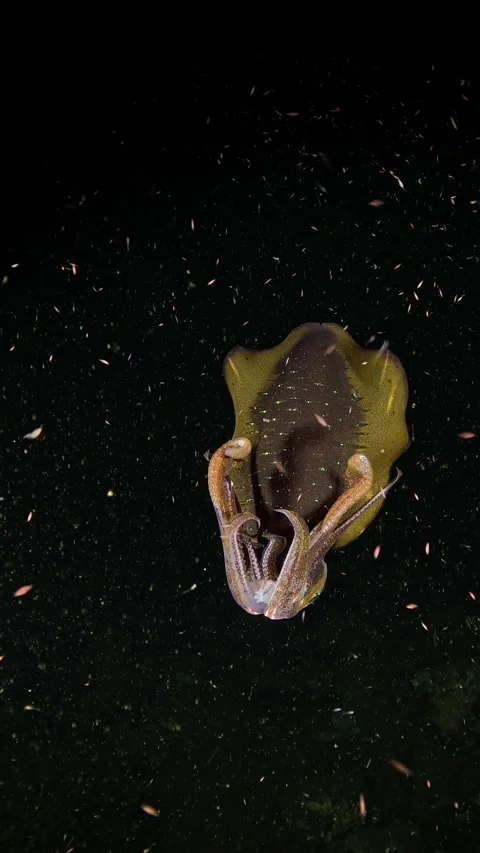 Squid under water at night Stock Footage 300751283