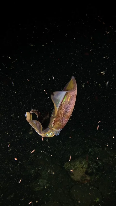 Squid under water at night Stock Footage 300751284