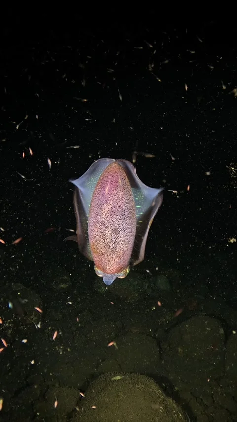 Squid under water at night Stock Footage 300751285