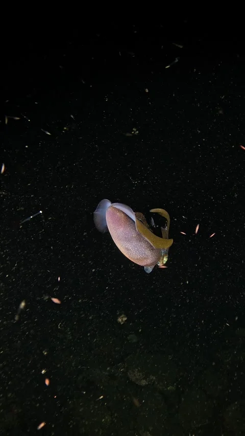 Squid under water at night Stock Footage 300751316