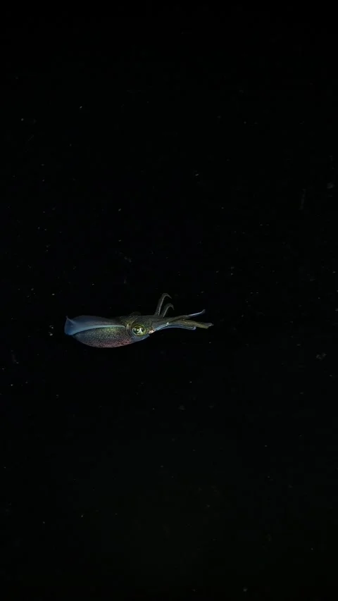 Squid under water at night Stock Footage 317925535