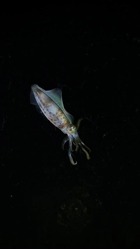 Squid under water at night Stock Footage 317925536