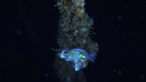 Squid under water in slow motion Stock Footage 274475198