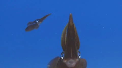 Squid from underneath Видео 2104115