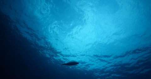 Squid  underwater cuttle fish calamari blue water silhouette sun Vidéo 117295731