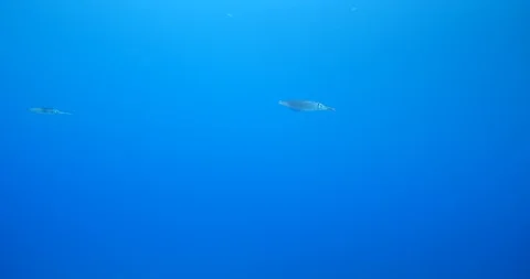 Squid  underwater cuttle fish calamari blue water silhouette sun Stock Footage 117305146