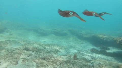 Squid Underwater on Florida Reef Stock Footage 137042352