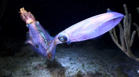 Squid underwater night Vidéo 1070224