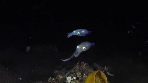 Squid underwater at night Stock Footage 248444963