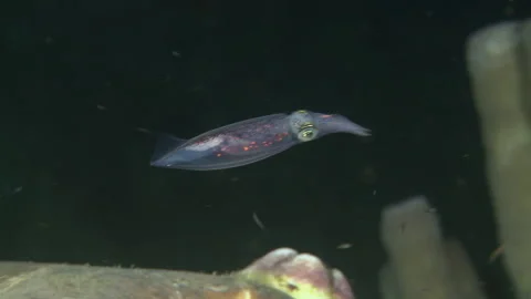 Squid underwater ocean Stock Footage 150447996