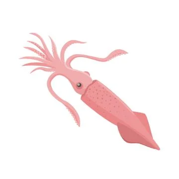 Squid vector illustration in flat design isolated on white background. イラスト素材
