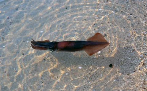 Squid in water Stock Photos