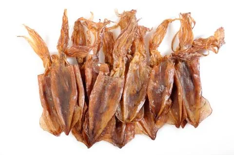 Squid on white background Stock Photos