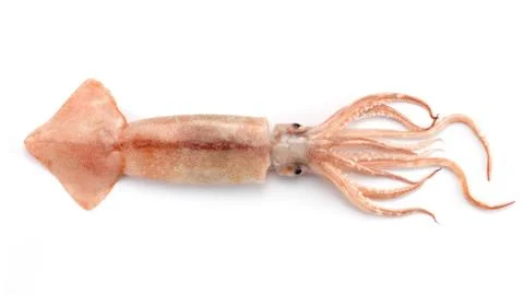 Squid on white background. Foto stock