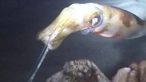 Squideatingpipefish1 Stock Footage 81226982