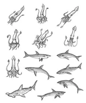 Squids and sharks animal vector sketches Stock Illustration