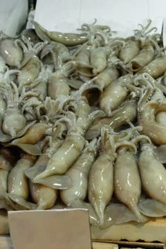 Squids background in fish market Stock Photos