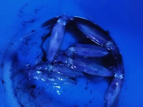 Squids at blue light Foto stock