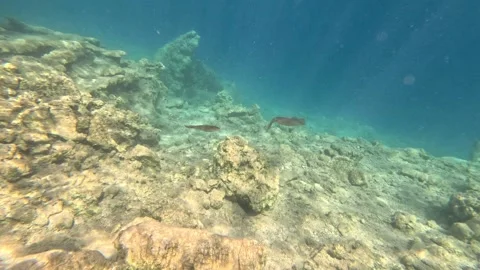 Squids Stock Footage 331502266