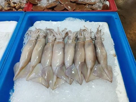 Squids on ice in box. Stock Photos