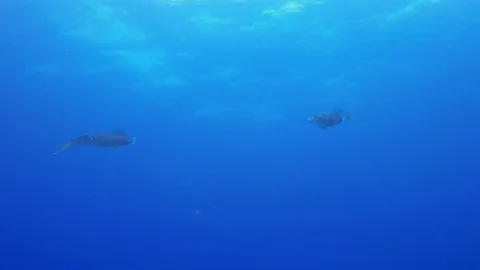 Squids Pair. Graceful Calamari Reef Squid Hovering &amp; Peaceful Sunlit Sea Surf Stock Footage 114964833