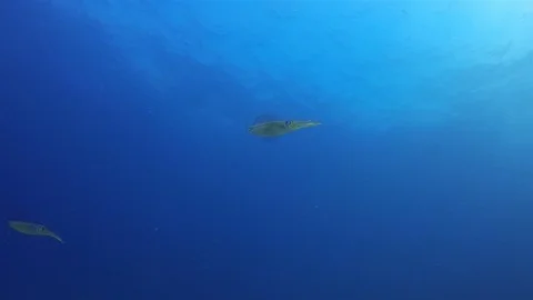 Squids Pair.Graceful Calamari Reef Squid Swimming In Peaceful Sunlit Sea Surface Stock Footage 114966215