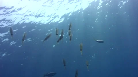 Squids swimming close to the surface Stock Footage 6929959