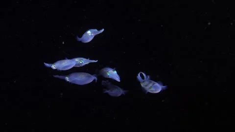 Squids under water at night Stock Footage 260683173