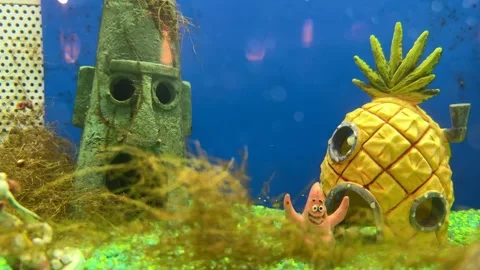 Squidward and spongebob's house Stock Footage 257949029