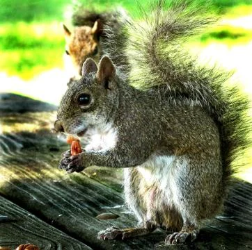 Squiirrel Holding a Nut Stock Photos