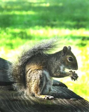 Squiirrel Holding a Nut Stock Photos