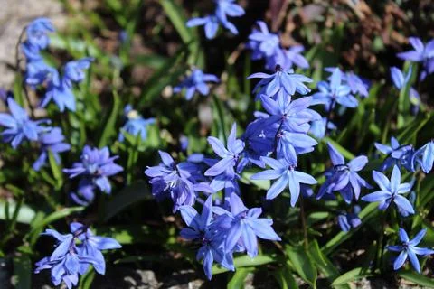 Squill field in the march Stock Photos