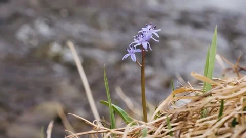 Squill or wood squill blue flowers on the river bank close up Stock-Footage 173761629