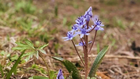 Squill or wood squill blue flowers on the spring meadow. Scilla bifolia Stock Footage 173762016