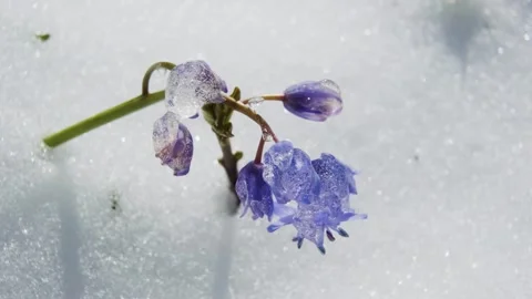 Squill or wood squill blue flowers sprout under the spring snow Stock Footage 241588925