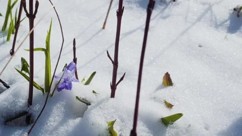 Squill or wood squill blue flowers sprout under the spring snow Stock-Footage 241589041