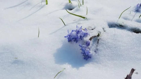 Squill or wood squill blue flowers sprout under the spring snow Stock Footage 241589107