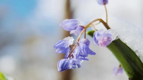 Squill or wood squill blue flowers sprout under the spring snow Vídeos de archivo 241589156