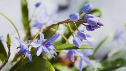 Squill or wood squill blue flowers sprout under the spring snow Stock-Footage 241589194