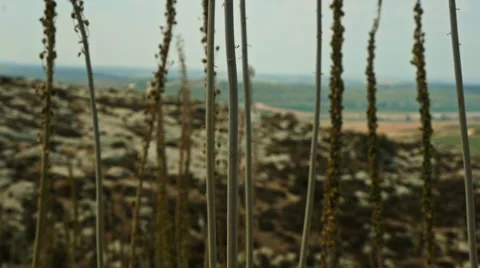 Squills in the wind 库存影片 68840756