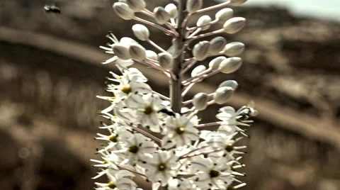 Squills in the wind 库存影片 68844371