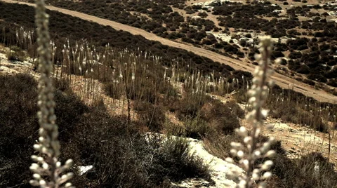 Squills in the wind 库存影片 68845475