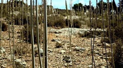 Squills in the wind 库存影片 68845523