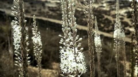 Squills in the wind Stock Footage 68847925