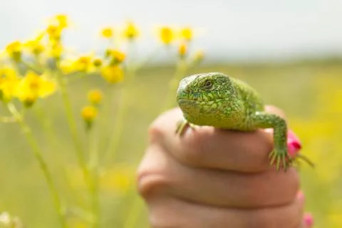 Squinted Lizard Stockfoto's