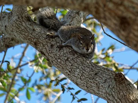 Squinty Squirrel Looking Down from Above Stock-Fotos