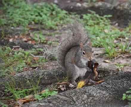 Squiral eating Stock Photos