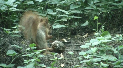 Squirel 2 Video stock 7764062