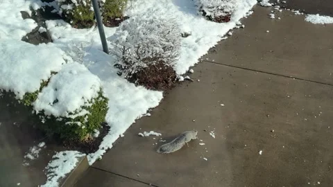 Squirel Chases Rolling Peanut on Winter Day Stock Footage 233849554
